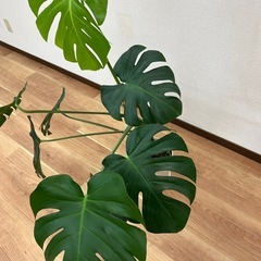 観葉植物　モンステラ　110㎝の画像