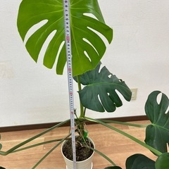 観葉植物　モンステラ　110㎝の画像