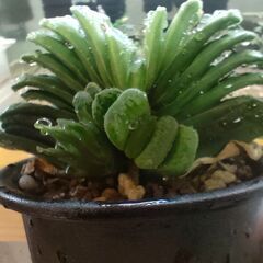 【多肉植物】ハオルチア　グリーン玉扇　【観葉植物】の画像