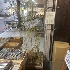植木 鉢に入った竹2つ差し上げます！