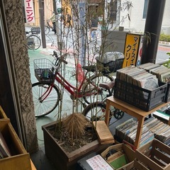植木 鉢に入った竹2つ差し上げます！の画像