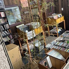 植木 鉢に入った竹2つ差し上げます！の画像