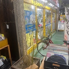 植木 鉢に入った竹2つ差し上げます！の画像
