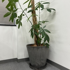 観葉植物