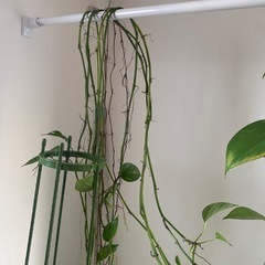 ポトス　 観葉植物　ポトスタワーの画像