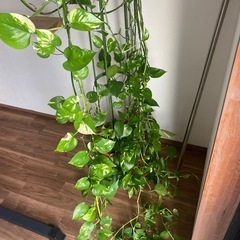 ポトス　 観葉植物　ポトスタワーの画像