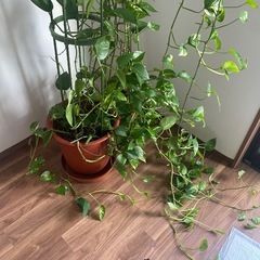ポトス　 観葉植物　ポトスタワーの画像