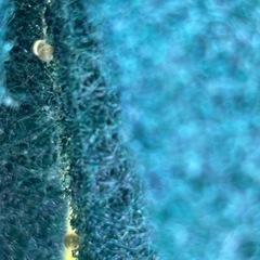 紅玉メダカ　めだか　親個体　８匹　の画像