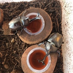 カブトムシペアの画像