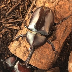 カブトムシペアの画像