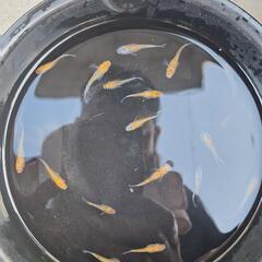 メダカ🐠　宮桜🌸の画像