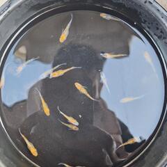 メダカ🐠　宮桜🌸の画像