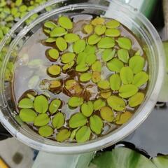 浮草浮草の画像