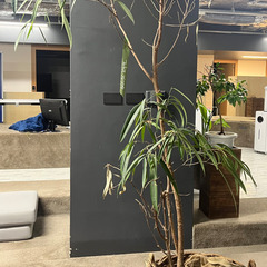 【お譲りします】観葉植物５点　無料の画像