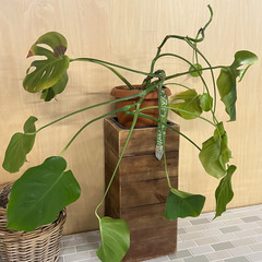 【お譲りします】観葉植物５点　無料の画像