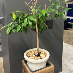 【お譲りします】観葉植物５点　無料の画像