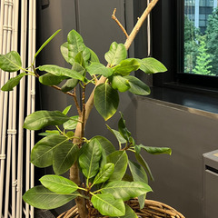 【お譲りします】観葉植物５点　無料