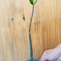 超希少！マングローブの苗　水槽に！アクアリウム！珍しい観葉植物！の画像