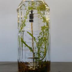 [問合OK、現在取引中]ミナミヌマエビペットボトル3 アクアリウム水槽AquariumTank。海老水草底砂#ビオトープ飼育鑑賞自然繁殖稚エビ抱卵エビ癒水生生物混泳メダカ熱帯魚淡水。東京都府中市八幡町の画像