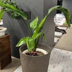 【お譲りします】観葉植物５点　無料の画像