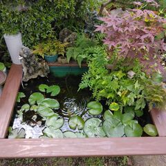 我が家のメダカ、夏に向け今年も元気に！ビオトープを作りませんか！の画像