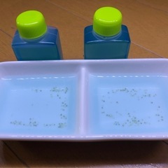 【九州男めだか】ガネーシャ 極上親使用 めだか 卵25個 9/14受け渡し の画像