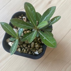 アデニウムオベスム2株セットの画像