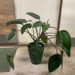 フィロデンドロン8寸