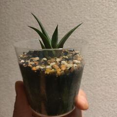 インテリア　観葉植物　アガベ　サルミアナ　クラシスピナ　実生の画像