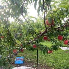 🍑【果物バイト】7月末まではねだし桃が食べられる！桃とアーモンドの農園で農業バイト（短期からも相談可）の画像