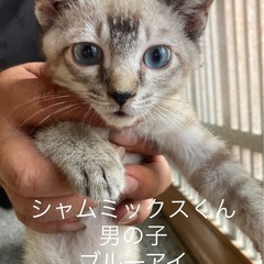 （お見合い中）シャムミックス　オス　３.5ヶ月