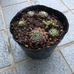 多肉植物・フィディの画像