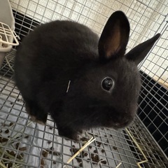 ウサギさん