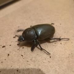 カブトムシ、オス・メスペア、逗子葉山横須賀金沢の画像