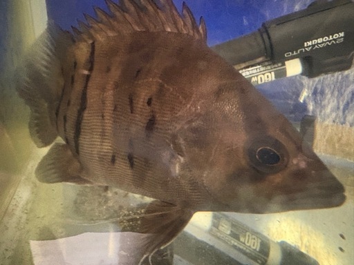 早い物勝ち‼️淡水魚　ダトニオ 