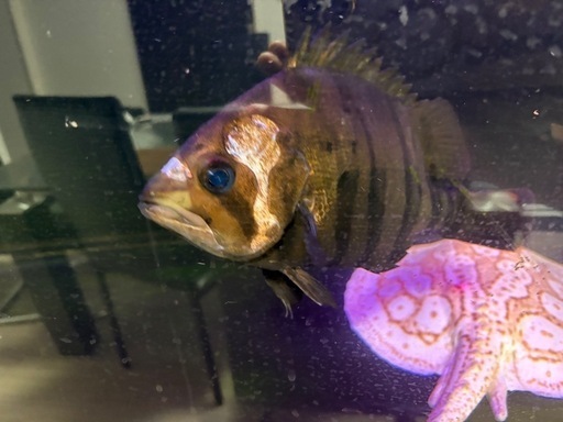 早い物勝ち‼️淡水魚　ダトニオ 