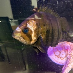 早い物勝ち‼️淡水魚　ダトニオ の画像