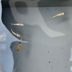 三色サファイア丹頂系雲州、王華の画像