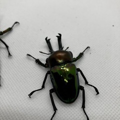 ニジイロクワガタ　新成虫　♂2匹の画像