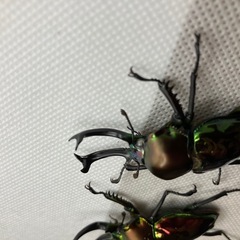 ニジイロクワガタ　新成虫　♂2匹の画像