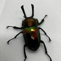 ニジイロクワガタ　新成虫　♂2匹の画像
