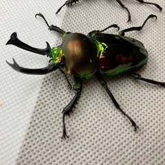 ニジイロクワガタ　新成虫　♂2匹の画像