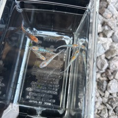 ユリシスの画像