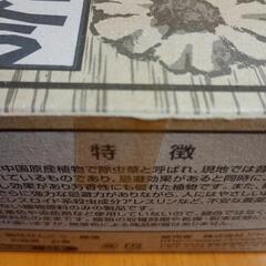 未使用品🌼菊花せんこう🌼30巻入の画像