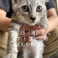 おっとり　サバ白&サバトラ　兄弟　オス　３ヶ月