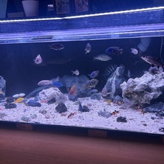 熱帯魚　水槽 