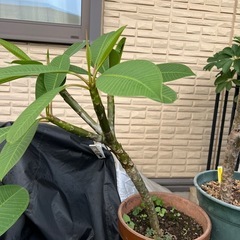 植木プリメリアの画像