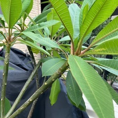 植木プリメリアの画像