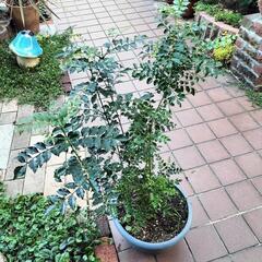 鉢植えシマトネリコ　高さ1m
