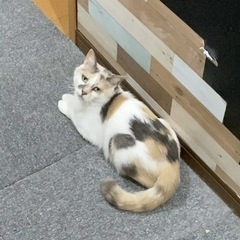 パステルカラーの三毛猫【リズ♀】